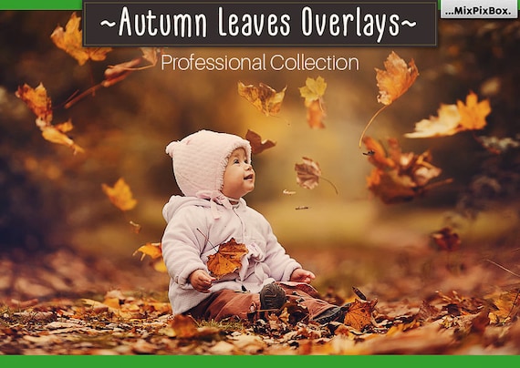 Autumn Leaves Overlays Png Falling Leaves Fall Leaves Etsy Autumn Leaves Overlays Png Falling Leaves Fall Leaves Etsy