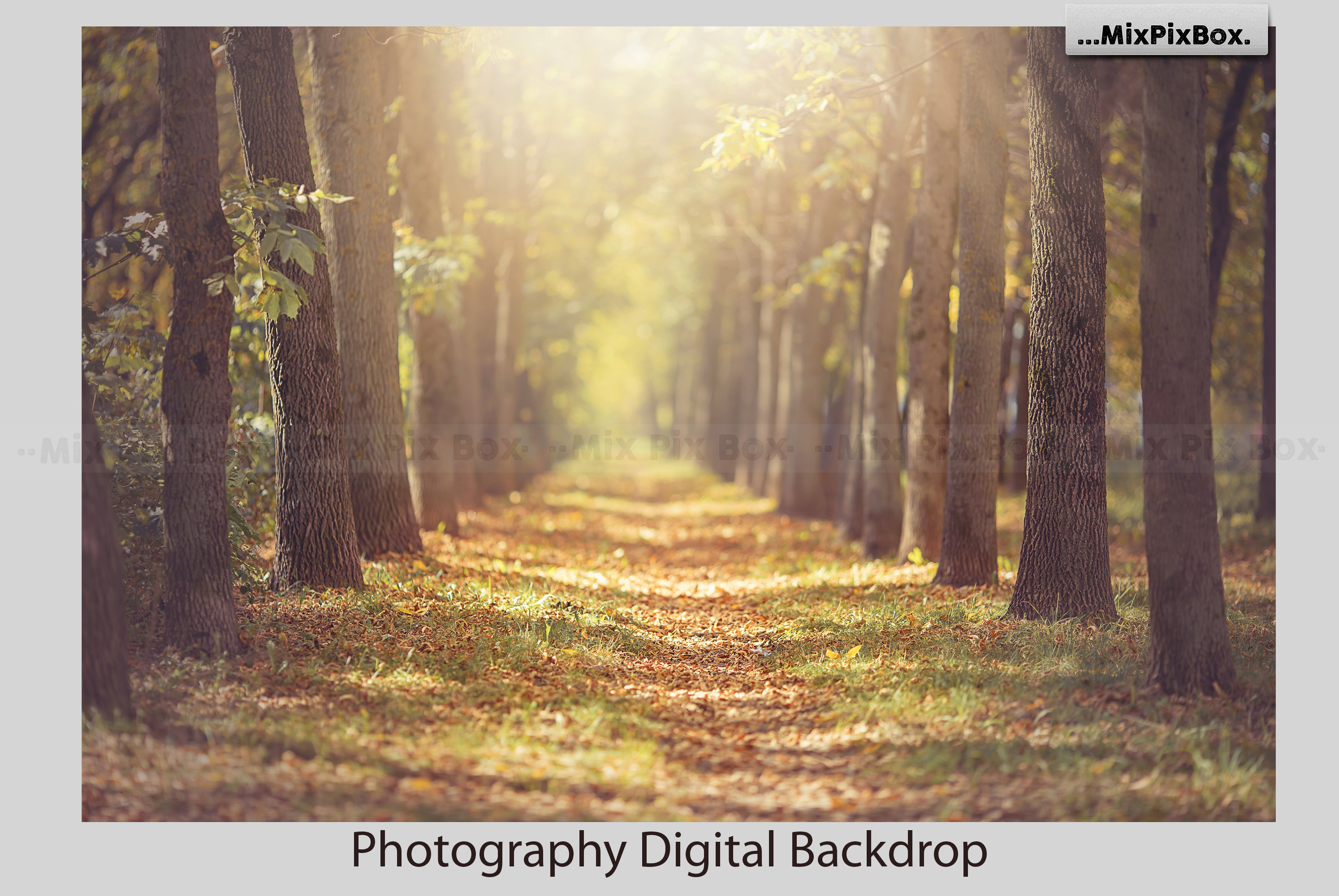 Fall backdrop Digital Photography Background Fall Autumn | Etsy
