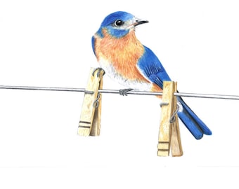 Three bluebirds on a clothesline. 6" x 17" print, colored pencil, birds, bluebirds, 80 lb. white press archival paper.