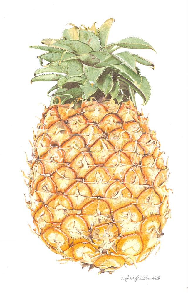 Pineapple, Full Size Fruit Illustration, 11
