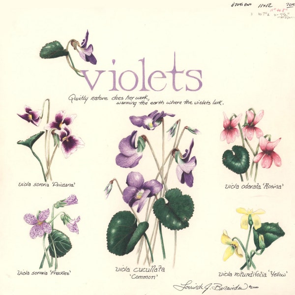 Violet varieties, wildflowers, art, illustration, photo realistic, print on coverstock, drawing, spring flowers, 11" x 12", colored pencils.