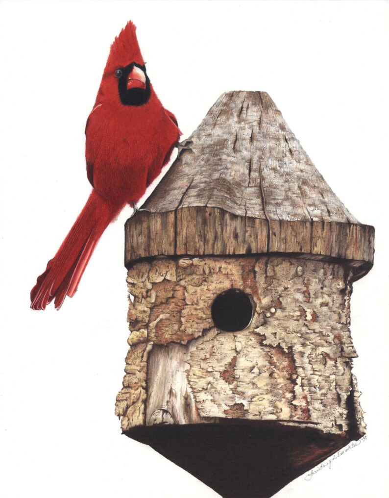 Northern Cardinal on Birdhouse, Photo Realistic, Colored Pencils, Art