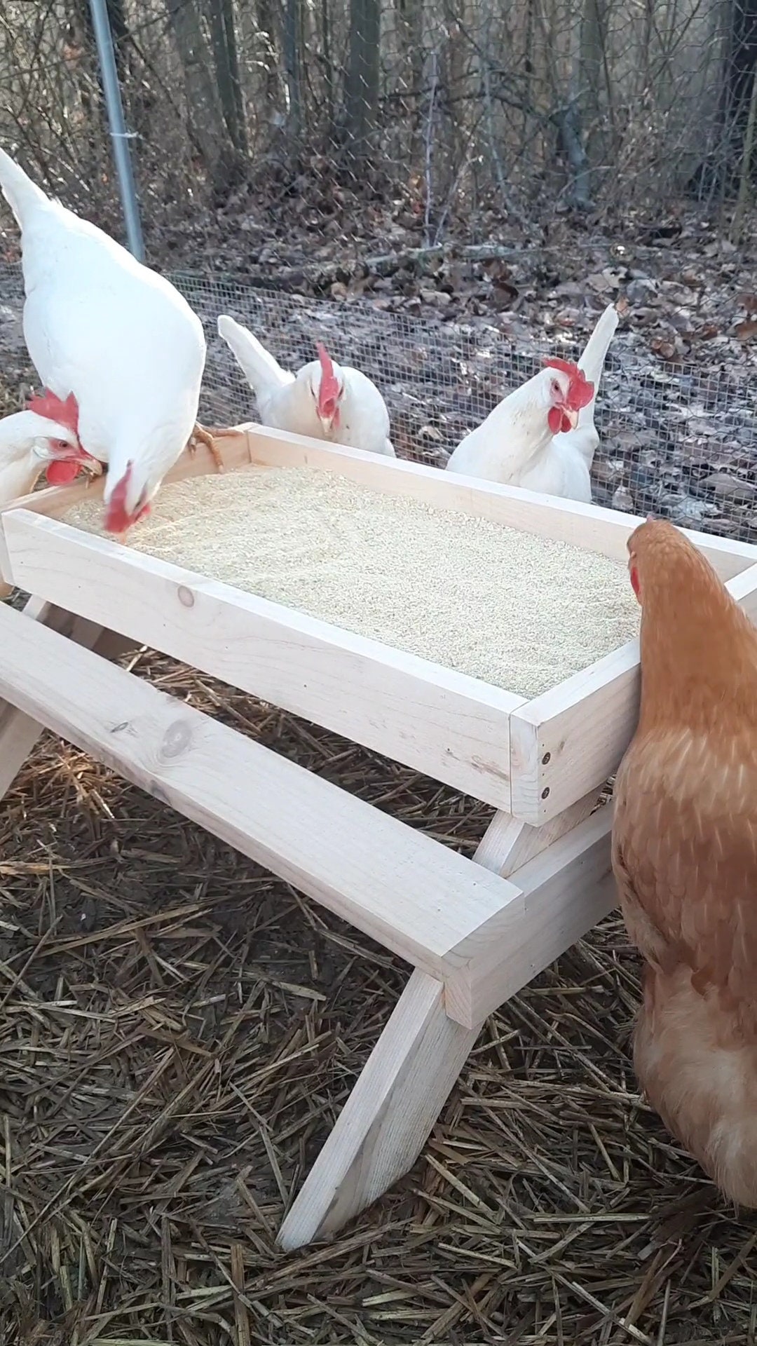 Chicknic Table Picnic Table for Chickens Birthday Gift Etsy