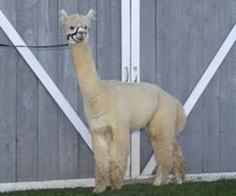 huacaya,white Knight/'s Handspun Yarn,100/% alpaca
