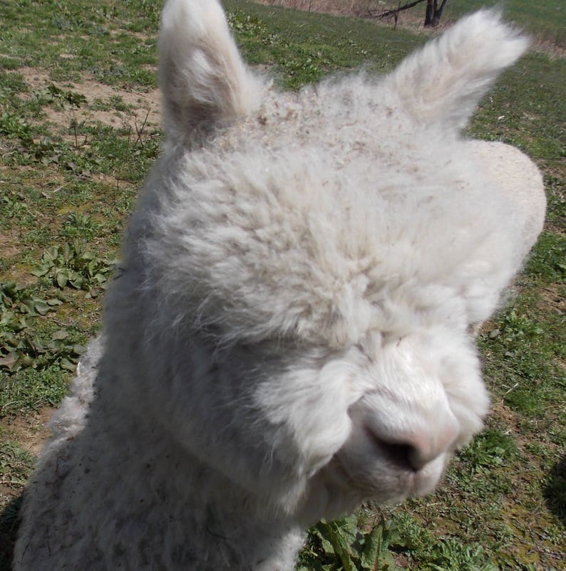 white Merlin/'s Handspun Yarn,100/% alpaca huacaya
