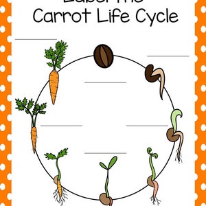 Life Cycle Of A Carrot Science Curriculum Unit Worksheets Activities Il 300x300.5681439396 Tipy