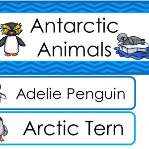 Conjunto de pared de palabras temáticas de una sola semana de animales antárticos. Etiquetas para tablones de anuncios de aula para niños de preescolar, guardería y jardín de infantes.