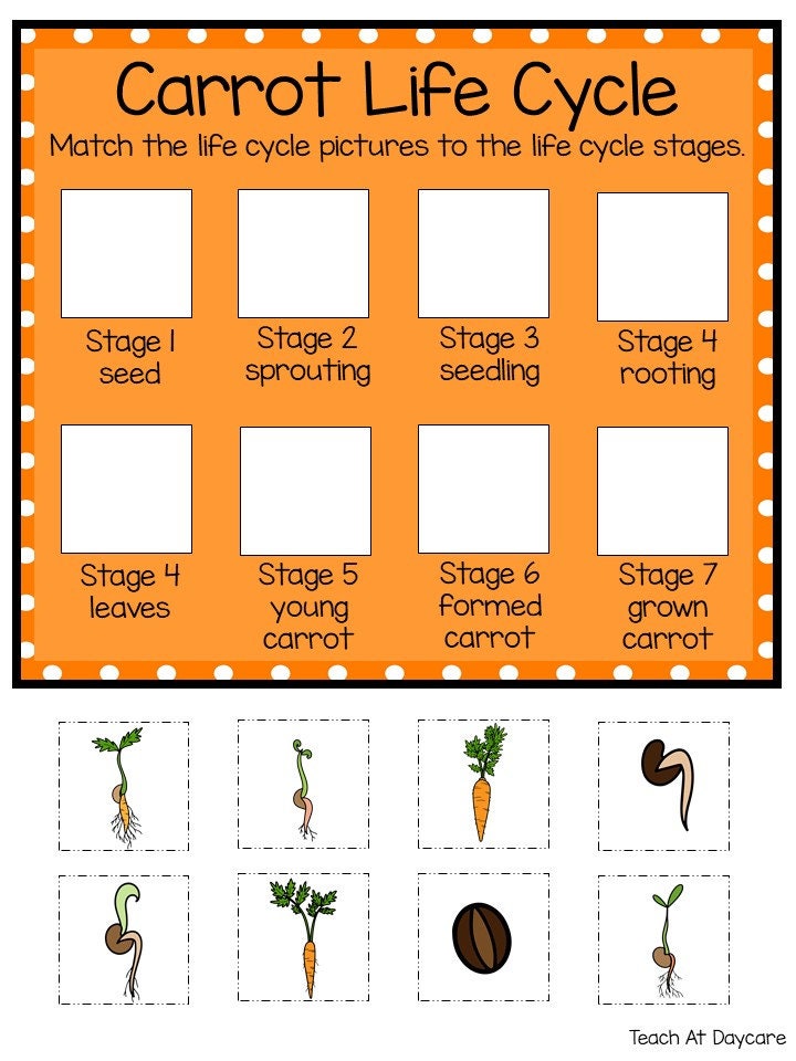 Life Cycle of a Carrot Science Curriculum Unit. Worksheets, Activities ...