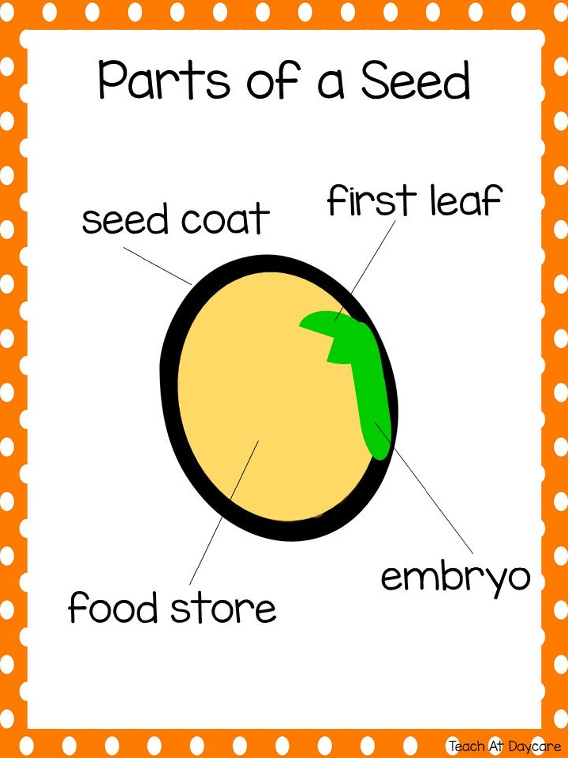 Life Cycle of a Carrot Science Curriculum Unit. Worksheets, Activities ...