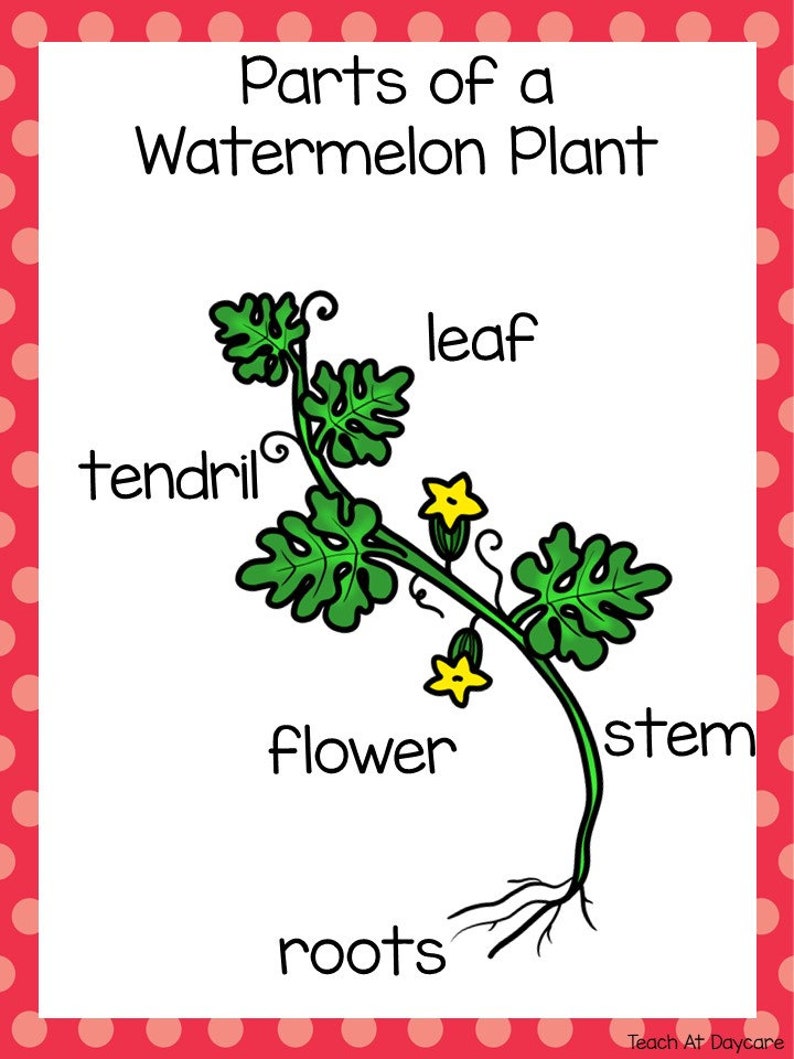 Watermelon Components Life Cycle of a Watermelon Science Curriculum Unit. Worksheets ...