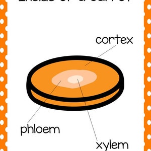 Life Cycle of a Carrot Science Curriculum Unit. Worksheets, Activities ...