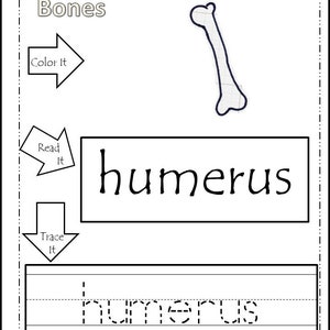 20 Our Bones Printable Worksheets. Color, Read, Trace. Preschool and ...