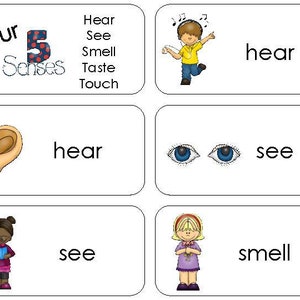 11 Flashcards de referência rápida dos estágios iniciais do Five Senses. Flashcards de creche-1ª série para parede de palavras em sala de aula e estudo de ciências.