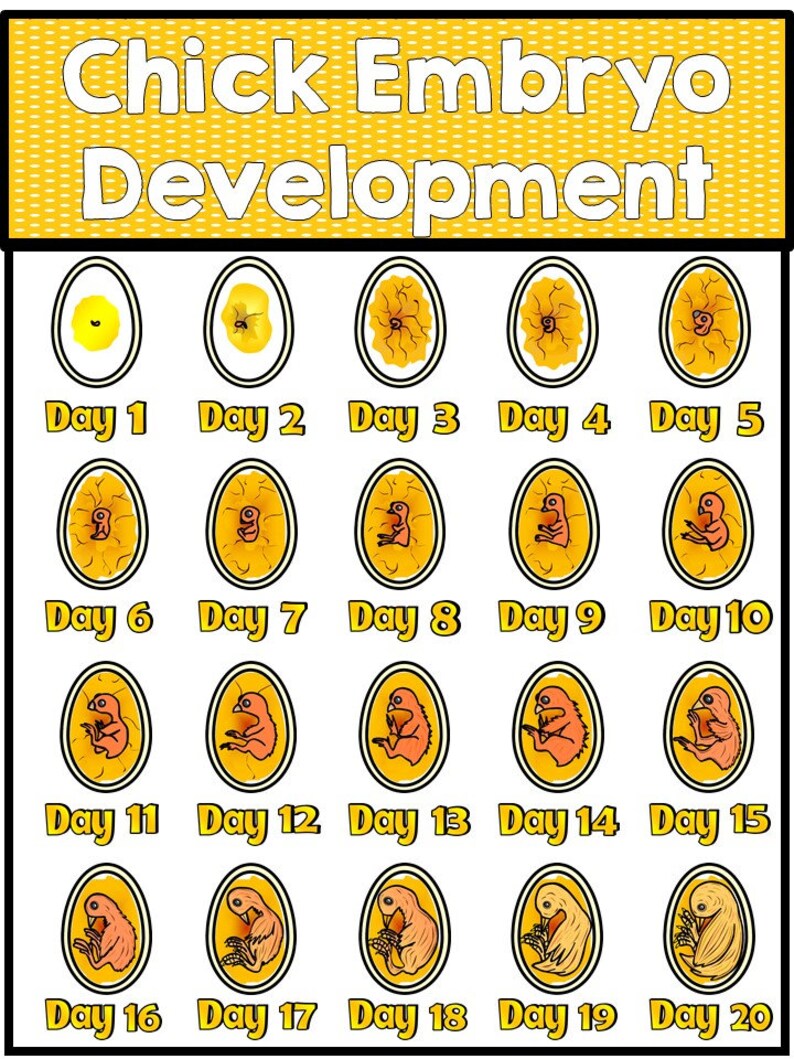 Life Cycle of a Chicken Science Curriculum Unit. Worksheets, Activities ...