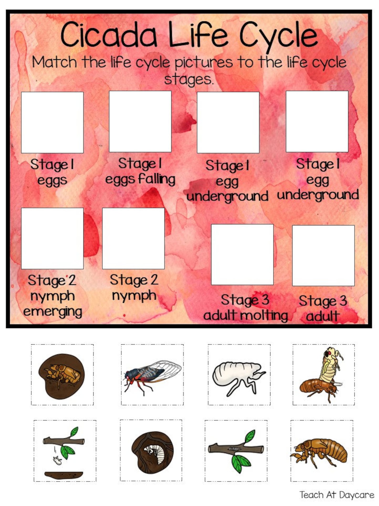 Life Cycle of a Cicada Science Curriculum Unit. Worksheets, Activities ...