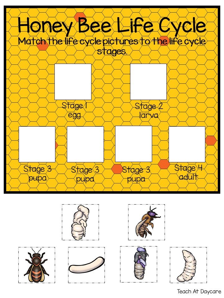 Life Cycle of a Honey Bee Science Curriculum Unit. Worksheets ...