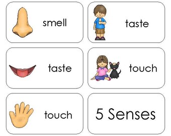 11 Five Senses Beginning Stages Quick Reference Flashcards