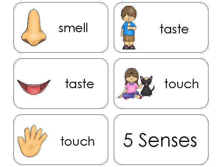 11 Five Senses Beginning Stages Quick Reference Flashcards