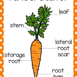 Life Cycle of a Carrot Science Curriculum Unit. Worksheets, Activities ...