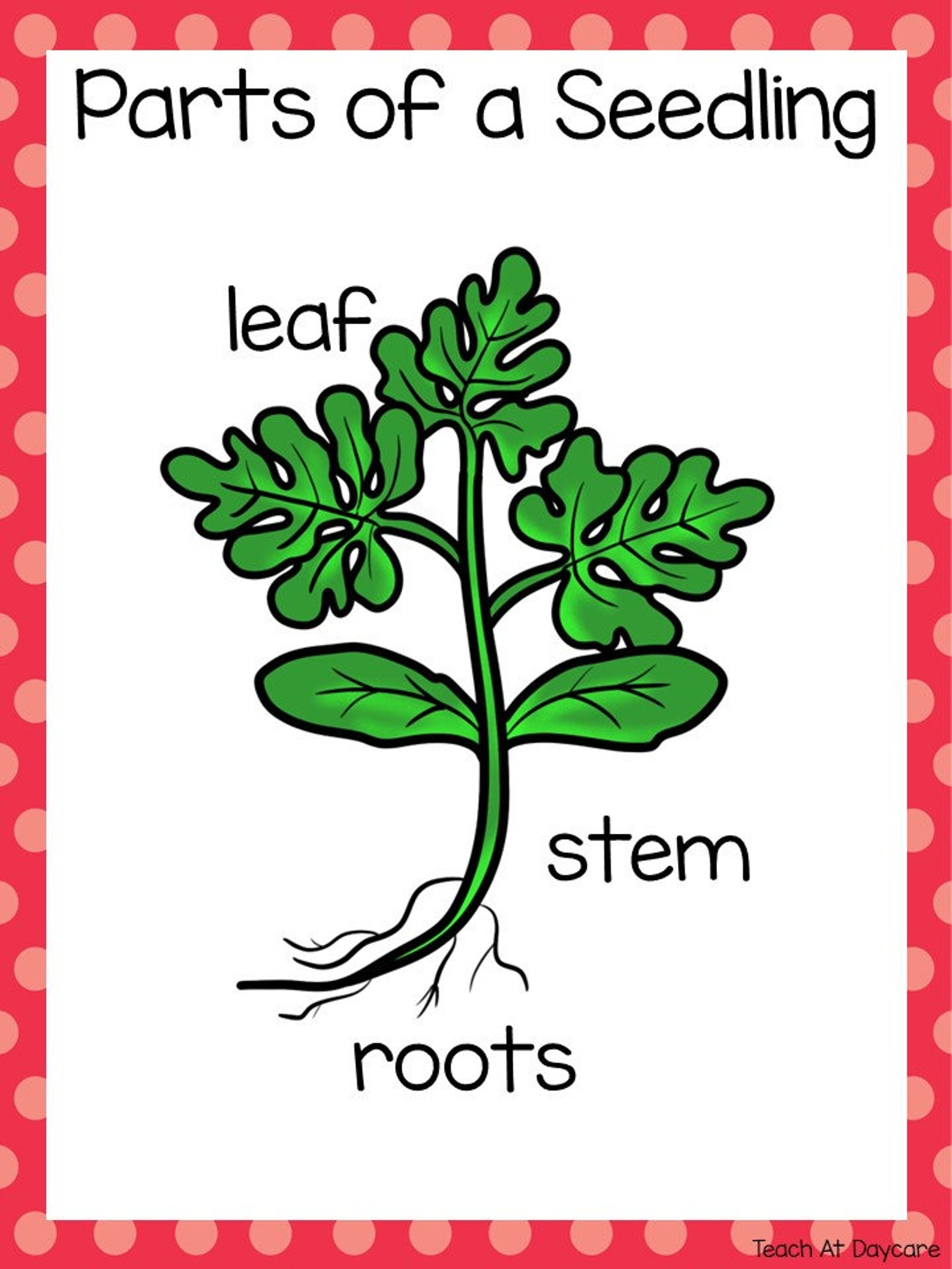 Life Cycle of a Watermelon Science Curriculum Unit. Worksheets ...