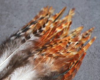 Puede incluir: Un montón de plumas marrones, blancas y naranjas. Las plumas están dispuestas en forma de abanico y tienen diferentes longitudes.