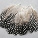 see more listings in the Plumes lâches section