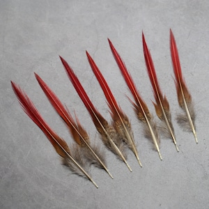 May include: Eight red and brown pheasant feathers with white tips, arranged in a row on a grey surface.