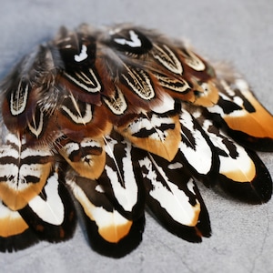 20 piume di fagiano miste Reeves, 3-10 cm, 1-4", collezione di piume bianche e dorate, fai da te, decorazioni per la casa, acchiappasogni, cappelli
