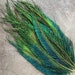 see more listings in the Loose Feathers section