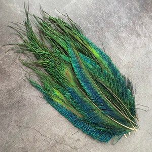 Plumes de paon longues taillées, 10-14, 25-32 cm, LIVRAISON GRATUITE disponible, Naturel coloré irisé, Plumage de paon vert, décor à la maison image 1