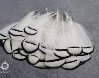 Faisans de Lady Amherst - plumes noires et blanches, 3-8 cm, 1-3 ", vraies plumes pour les artisans, plume pour les chapeliers et les tisserands de rêves