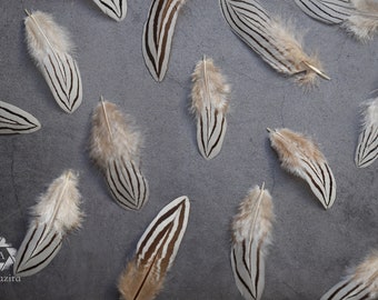 White and black natural pheasant feathers,  2-4 inches, 5-10 cm available, bulk loose decorative zebra medium feathers, home decoration