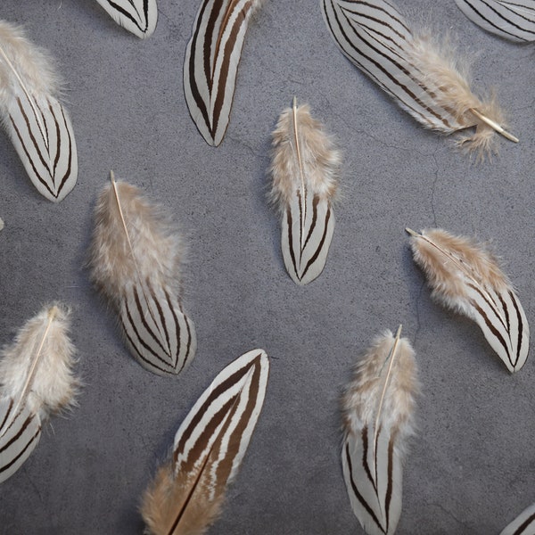White and black natural pheasant feathers,  2-4 inches, 5-10 cm available, bulk loose decorative zebra medium feathers, home decoration