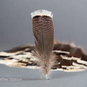 Plumas grandes de cola de pavo, plumas de ahumar, 13-18 cm, 5-8 pulgadas, decoración para jarrones, atrapasueños, tocados, cosplay, suministros de arte para manualidades imagen 3