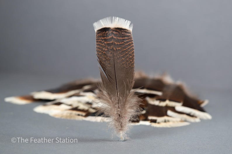 Plumas grandes de cola de pavo, plumas de ahumar, 13-18 cm, 5-8 pulgadas, decoración para jarrones, atrapasueños, tocados, cosplay, suministros de arte para manualidades imagen 3