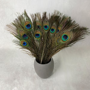 Longues plumes de paon, 10-11 pouces, 25-29 cm, livraison gratuite disponible, plumage de paon vert irisé coloré naturel et or, décoration d'intérieur image 4