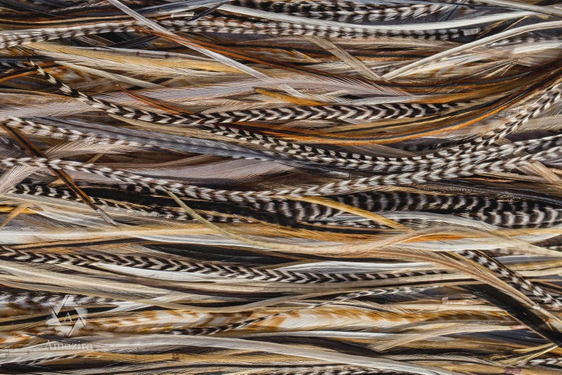 5 Feather Hair Extension DIY Kit, 7-18'' Natural stripped brown grizzly feathers, Hair enhancement additions festival accessory image 4