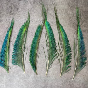 Plumes de paon longues taillées, 10-14, 25-32 cm, LIVRAISON GRATUITE disponible, Naturel coloré irisé, Plumage de paon vert, décor à la maison image 3