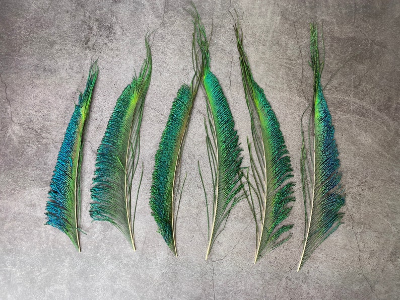 Plumes de paon longues taillées, 10-14, 25-32 cm, LIVRAISON GRATUITE disponible, Naturel coloré irisé, Plumage de paon vert, décor à la maison image 3