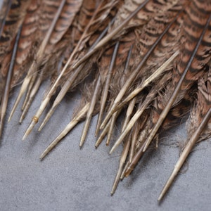 Longues plumes de faisan à rayures brunes, 20-30 cm, 8-12 pouces, livraison GRATUITE disponible, décoration parfaite, casque et cosplay image 5