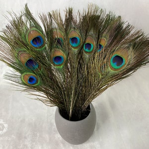 Longues plumes de paon, 10-11 pouces, 25-29 cm, livraison gratuite disponible, plumage de paon vert irisé coloré naturel et or, décoration d'intérieur image 1