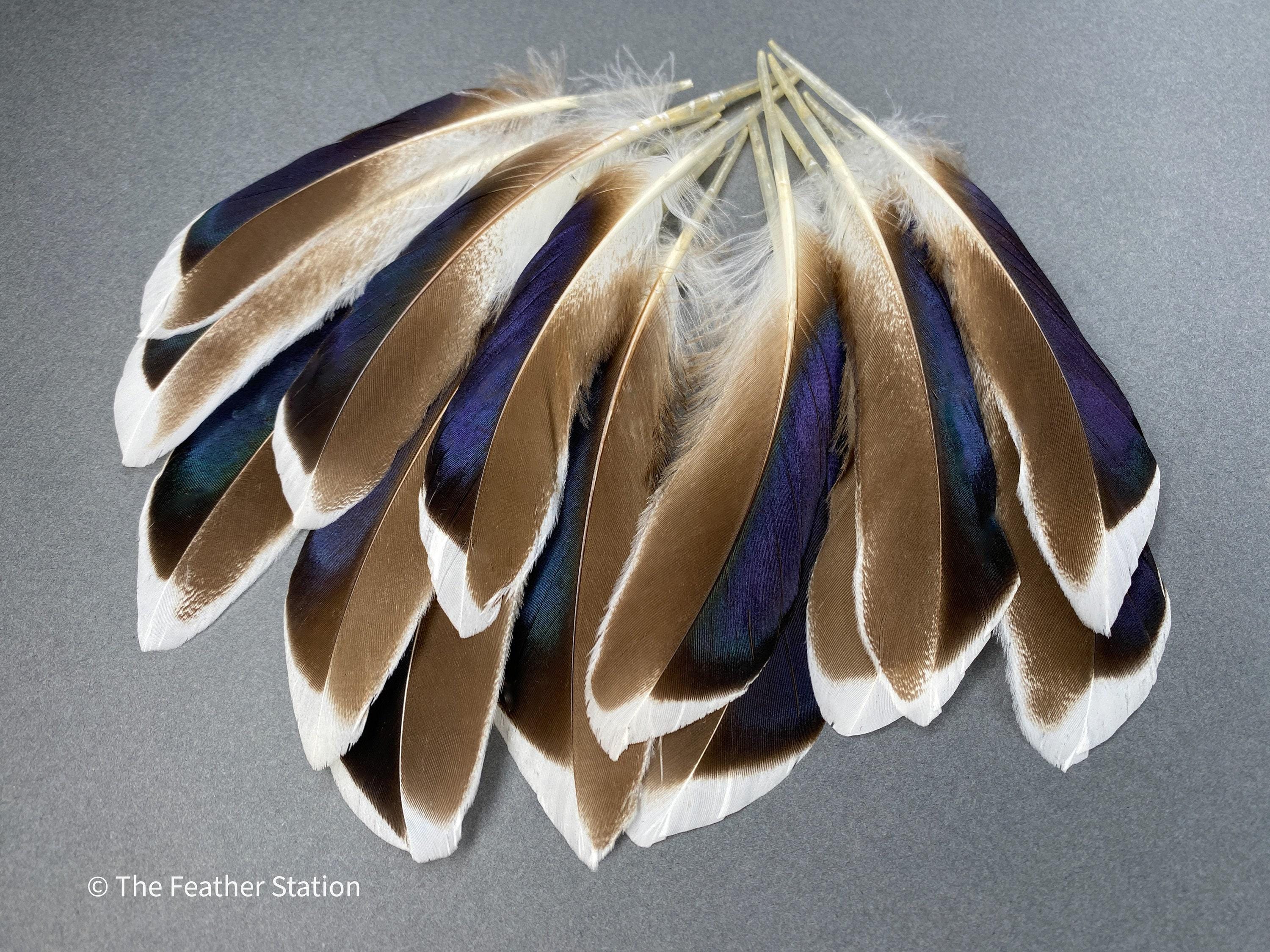 50 White Duck Feathers For Crafting - Wedding Decor, Scrapbooking, Baptism, Table Centerpieces