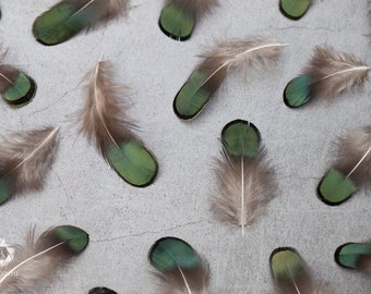 Natural Green Iridescent Pheasant feathers, Free shipping available, Loose feather, 1 - 2 inches, Craft supplies, feather gift for her,