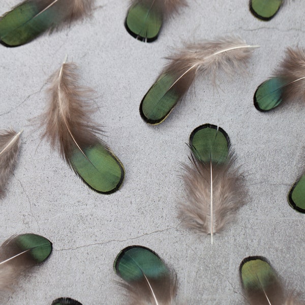 Natural Green Iridescent Pheasant feathers, Free shipping available, Loose feather, 1 - 2 inches, Craft supplies, feather gift for her,