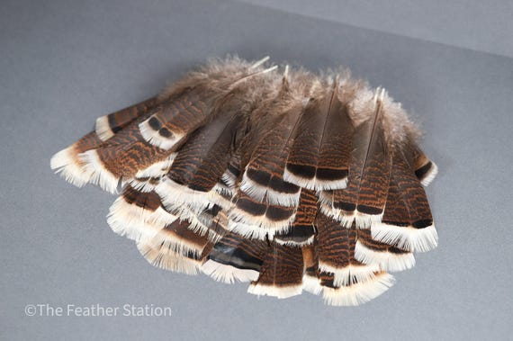 Large turkey tail feathers, smudge feathers, 13-18cm, 5-8 inch, home vase decor, dreamcatcher, headpiece, cosplay, diy crafters art supplies