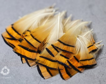 Golden orange pheasant feathers - 3-7cm, 1-3", FREE SHIPPING available, Natural feathers for crafts DIY makers, hat makers, dream catchers