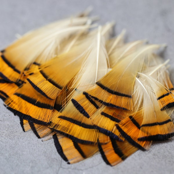 Golden orange pheasant feathers - 3-7cm, 1-3", FREE SHIPPING available, Natural feathers for crafts DIY makers, hat makers, dream catchers