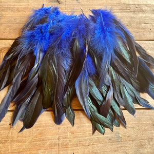 May include: A bunch of black and blue feathers with a green iridescent sheen. The feathers are arranged in a fan shape and are ready for crafting projects.