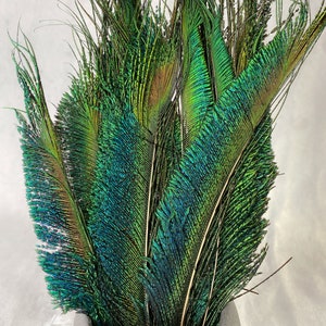 Lange getrimmte Pfauenfedern, 25-32 cm, KOSTENLOSER VERSAND verfügbar, Natürliche bunte irisierende, grüne Pfauenfeder, Wohnkultur Bild 7