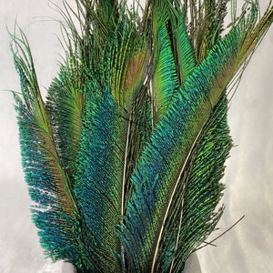 Plumes de paon longues taillées, 10-14, 25-32 cm, LIVRAISON GRATUITE disponible, Naturel coloré irisé, Plumage de paon vert, décor à la maison image 7